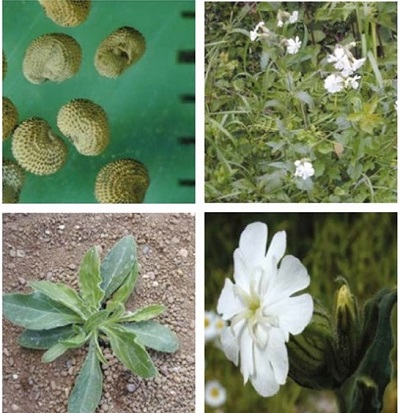 White campion at four growth stages